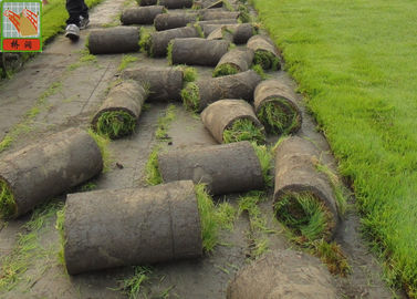 Extruded Plastic Turf Netting / Agricultural Mesh For Grass Seedlings Germinate